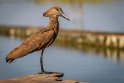 012 Hawassa, hamerkop